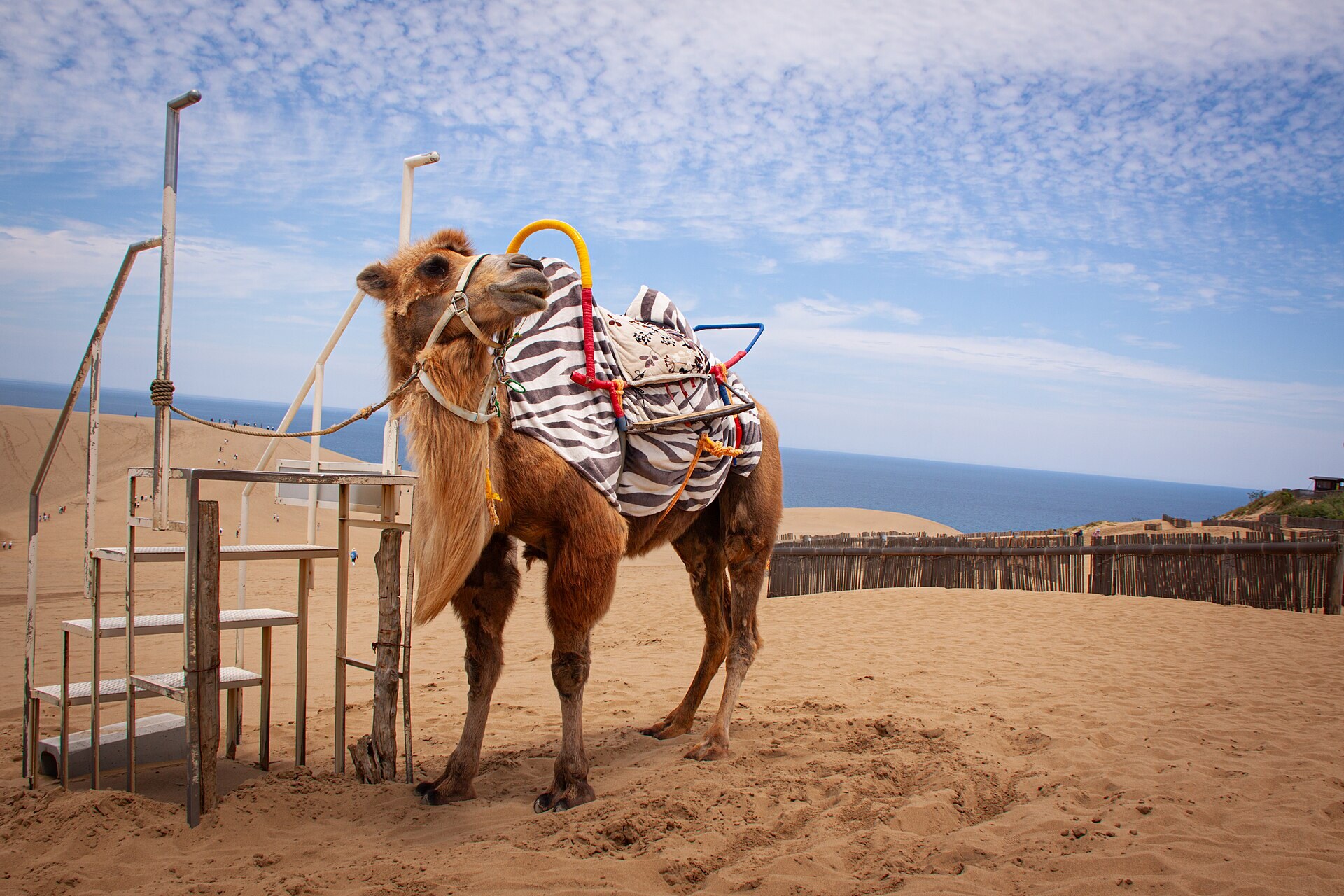 A camel waiting at the Tottori dunes